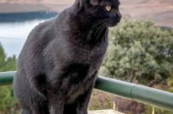 开云体育-冰与火之歌！西亚卡姆超神一战让公牛饮恨凤凰城