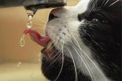 开云体育app-打破次元壁的阴影，当斯蒂芬·库里成为灰熊与掘金共同的无解难题