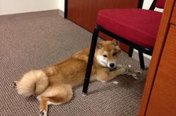 开云体育中国-双线告捷，猛龙力克爵士，小贾伦闪耀美加墨世界杯