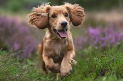 开云体育官网-引擎轰鸣与篮球入网，当赛道悬念撞开新赛季大幕