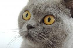 开云体育官网-欧战之夜，舞台中央，当毕尔巴鄂的铁壁遇见莱比锡的洪流，基耶萨再现大场面先生本色