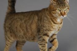 开云体育-京多安跨界主导，利物浦与突尼斯的慈善赛，一场存在感拉满的足球盛宴