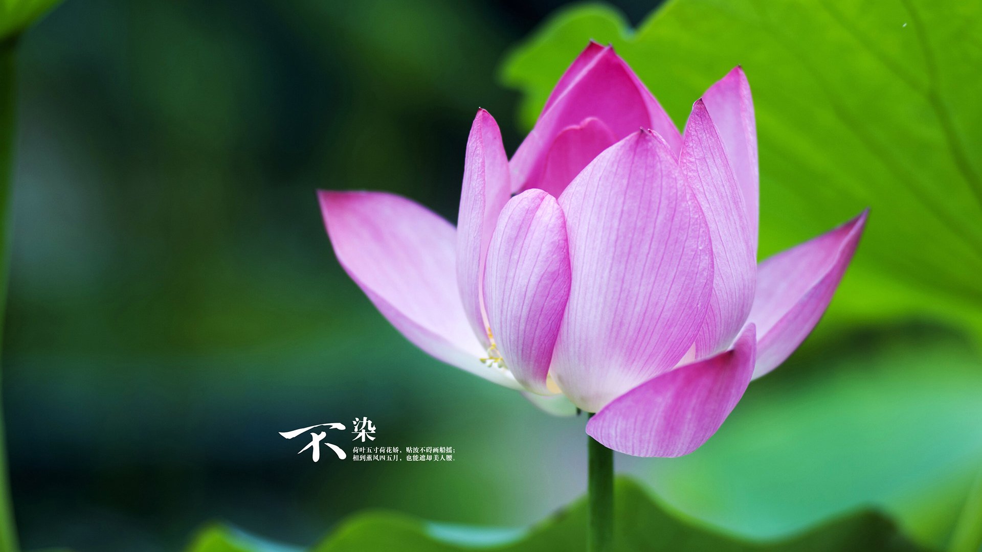 横扫对手背后，李梓嘉如何扛起中国队的脊梁