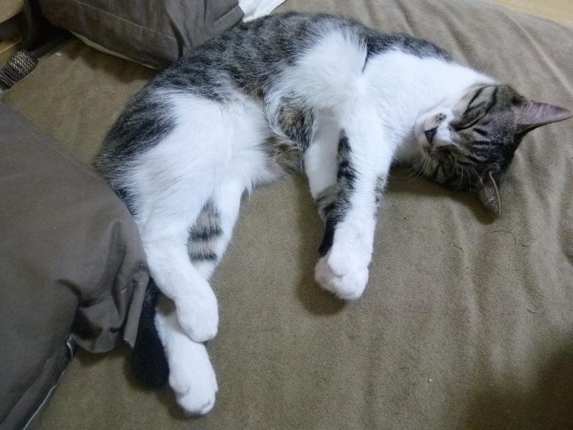 荣耀沙场或巅峰盛宴？纳达尔用戴维斯杯的雷霆战吼，为美网的个人史诗写下颠覆性脚注