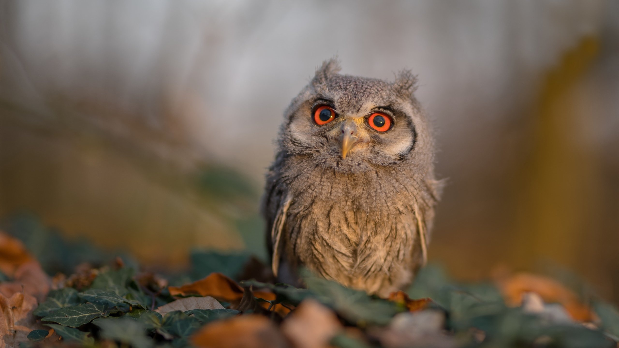 约基奇狂砍40+三双统治赛场,火箭队终结山西队连胜彰显实力