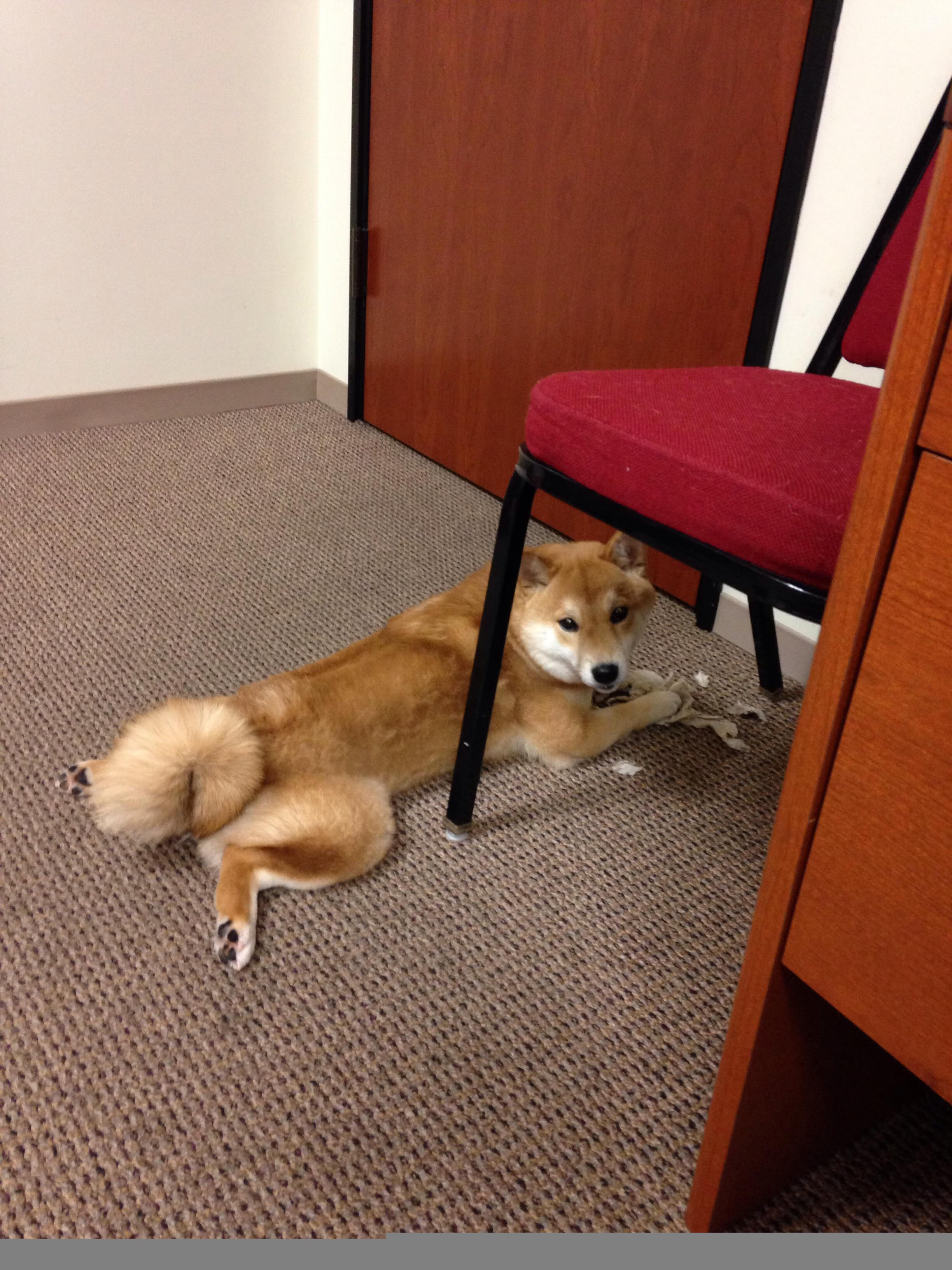 双线告捷，猛龙力克爵士，小贾伦闪耀美加墨世界杯