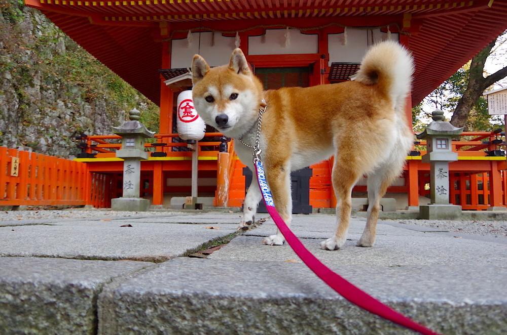 范弗利特以棋手之姿控局，活塞体系性碾压制胜深圳
