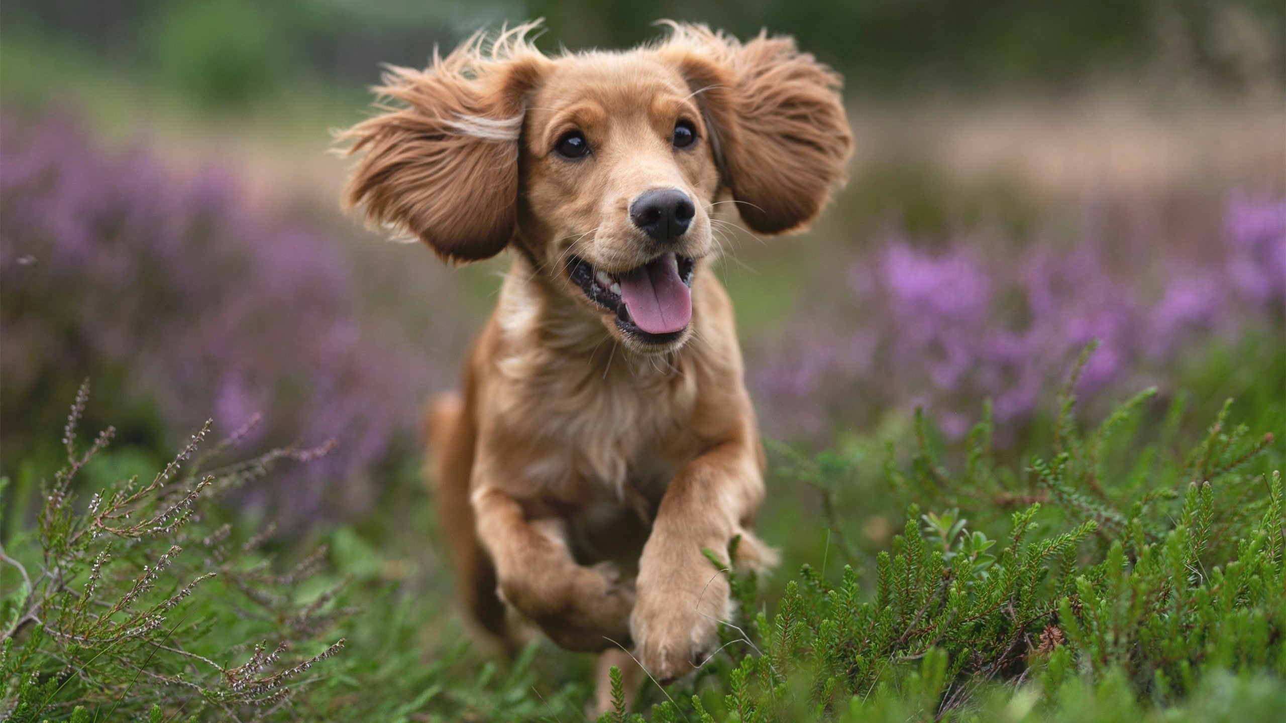 引擎轰鸣与篮球入网，当赛道悬念撞开新赛季大幕