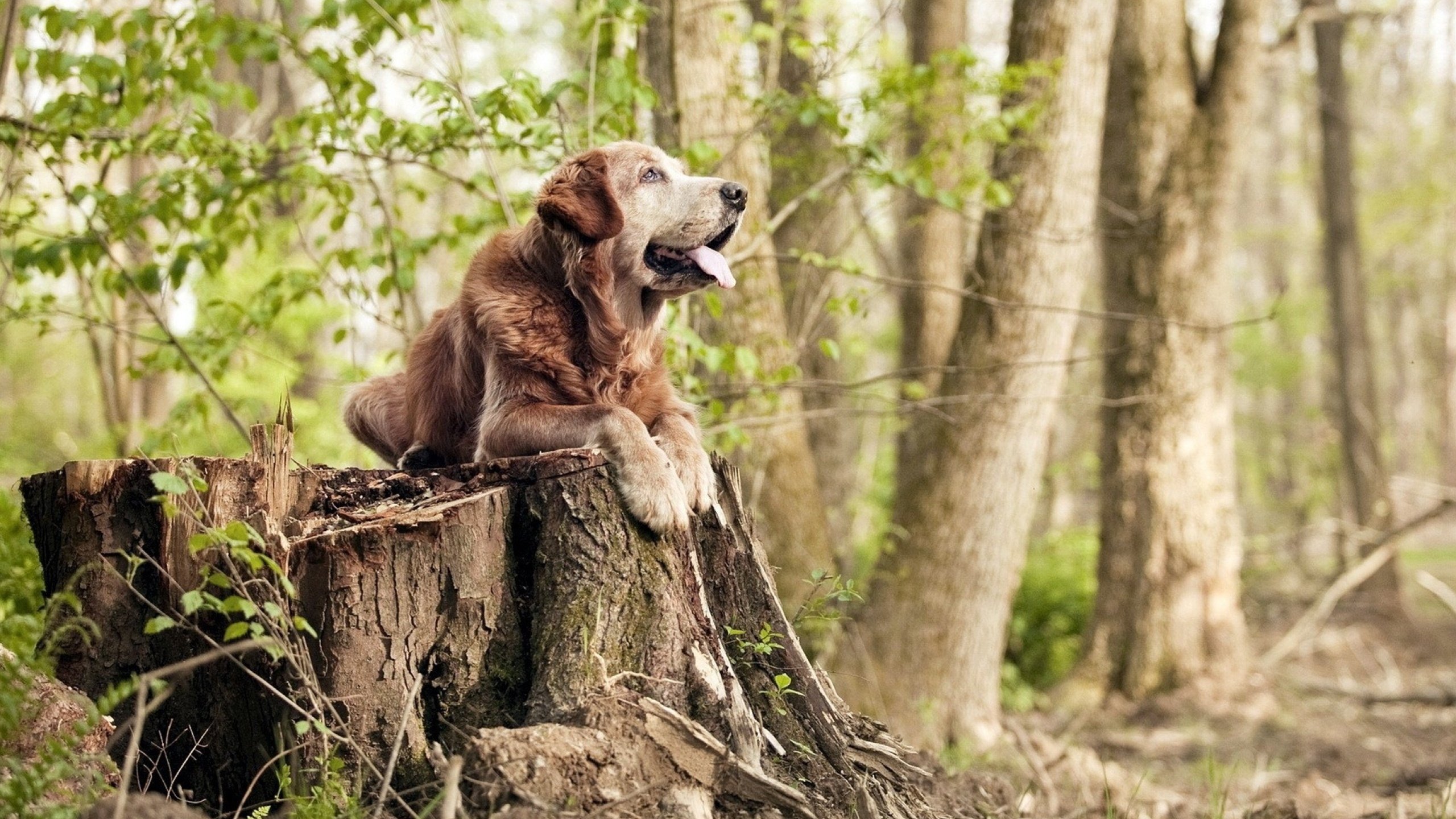 唯一对决,海布里暮色中,那不勒斯城墙下的阿圭罗绝唱