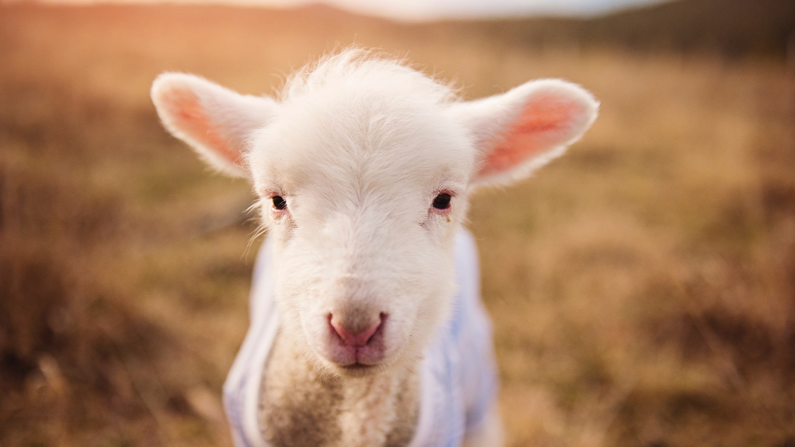 与时间为敌，迪马利亚、巴拉圭与切尔西的速度密码