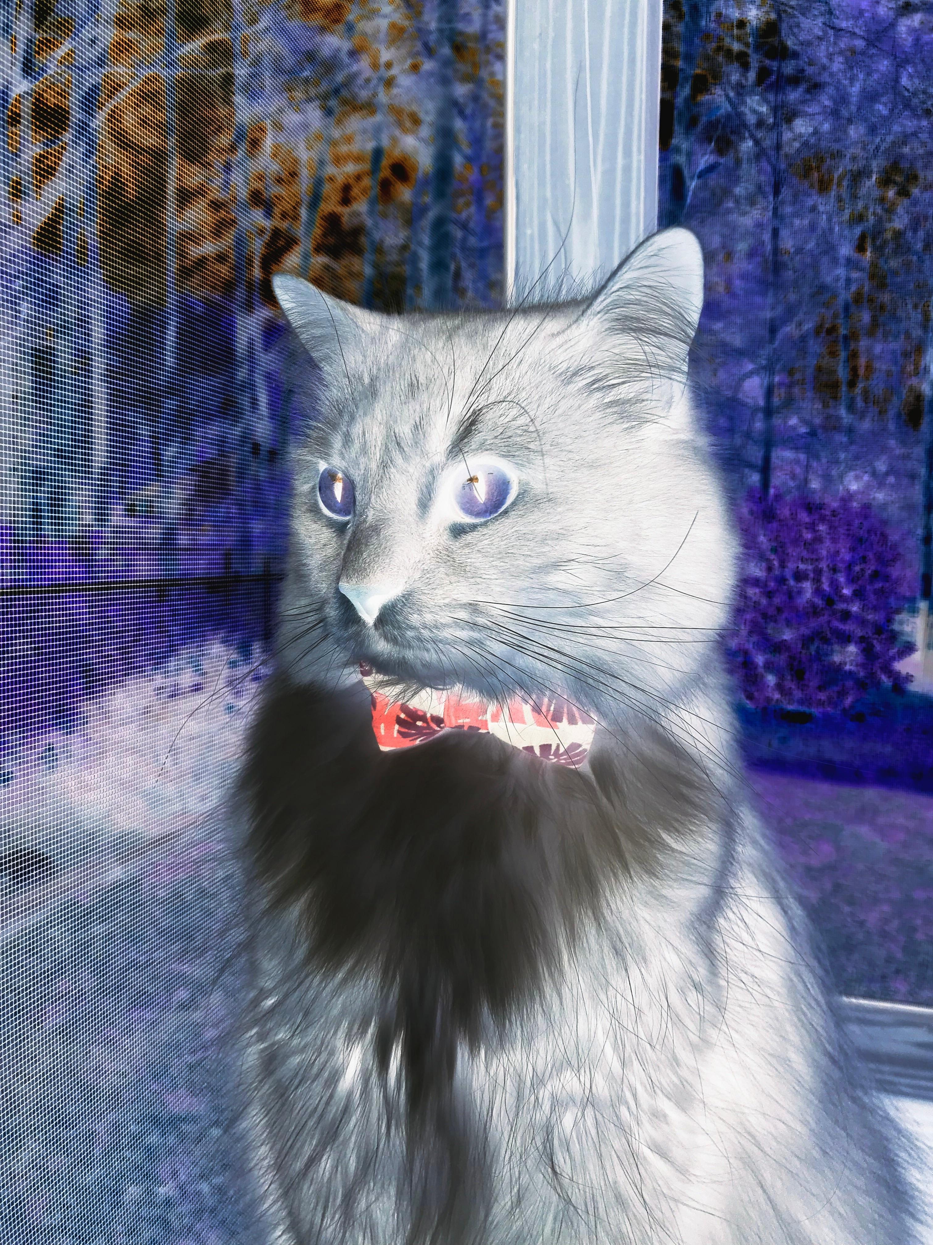 破茧成王，班凯罗三分雨夜逆改天命，书写年度焦点之战最燃篇章