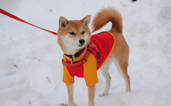 一锤定音！英格拉姆单骑闯关破迷雾，活塞奇兵一节击溃北京防线