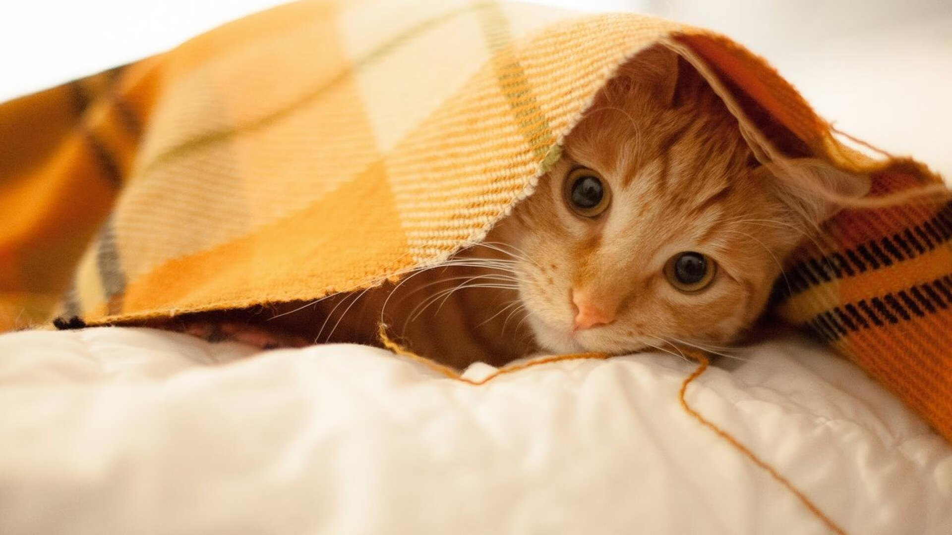 时空冠军杯，厄瓜多尔轻取马里，萨内跨维度接管东决关键战