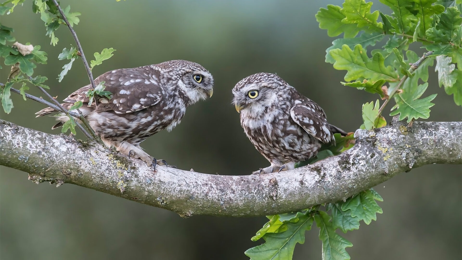 迪亚斯的光芒，一束照亮雷恩胜利之路的陷阱之光
