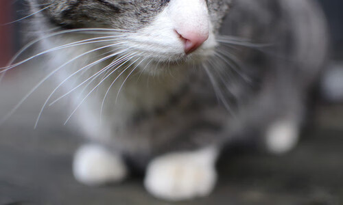 绿茵狂想曲,卢卡库指挥下的哥伦比亚横扫尼日利亚之战