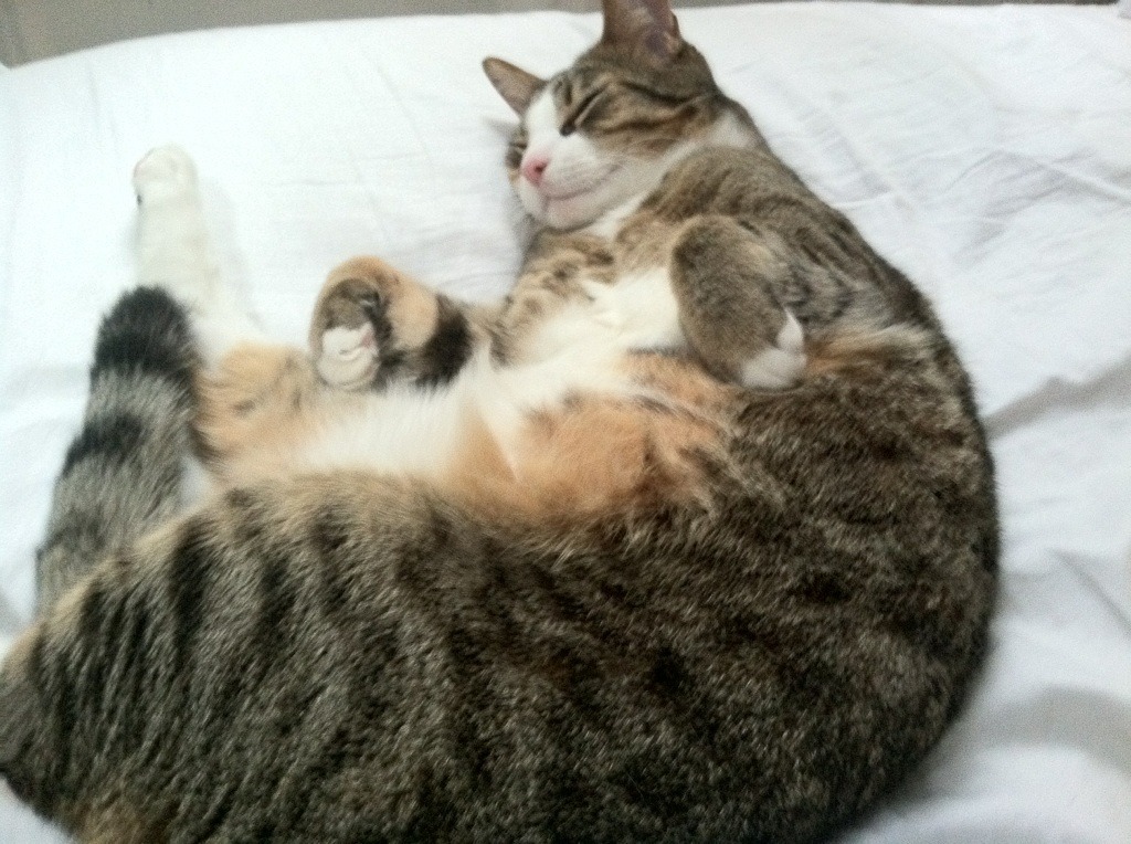 钢铁骑士碾压吉林虎,德罗赞关键时刻定乾坤