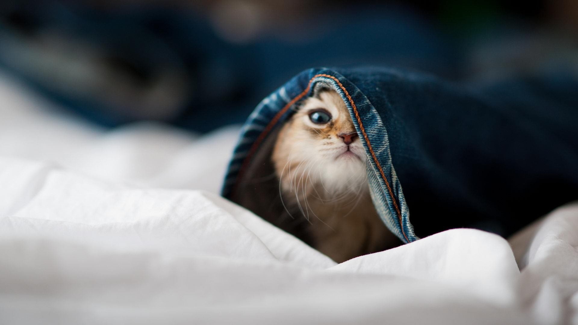 布伦森末节狂飙定乾坤，勇士客胜深圳展冠军底蕴