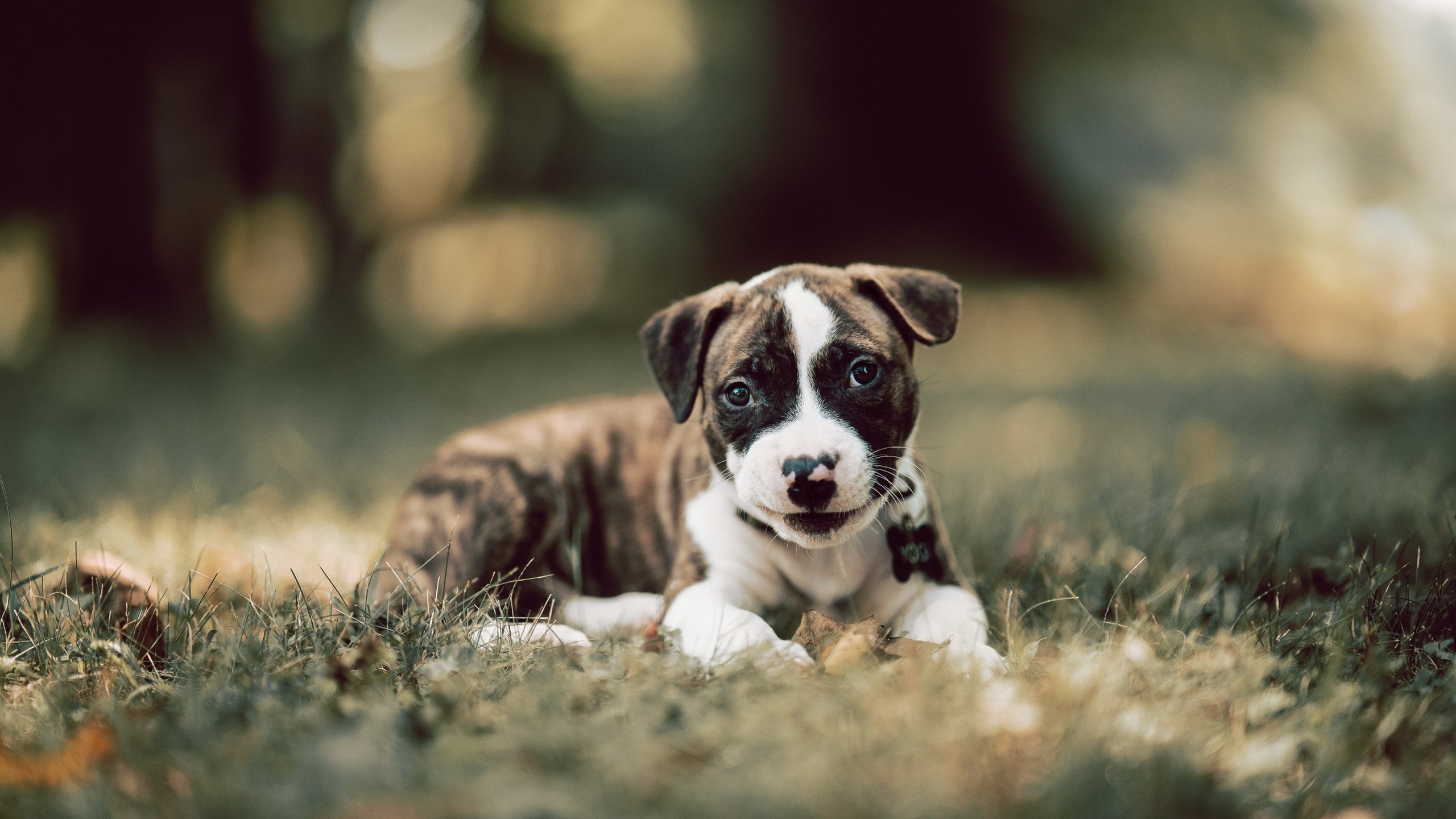 史诗纪录的独幕与无形掌控的剧本，当戈贝尔的生涯之夜撞上国王的节奏洪流