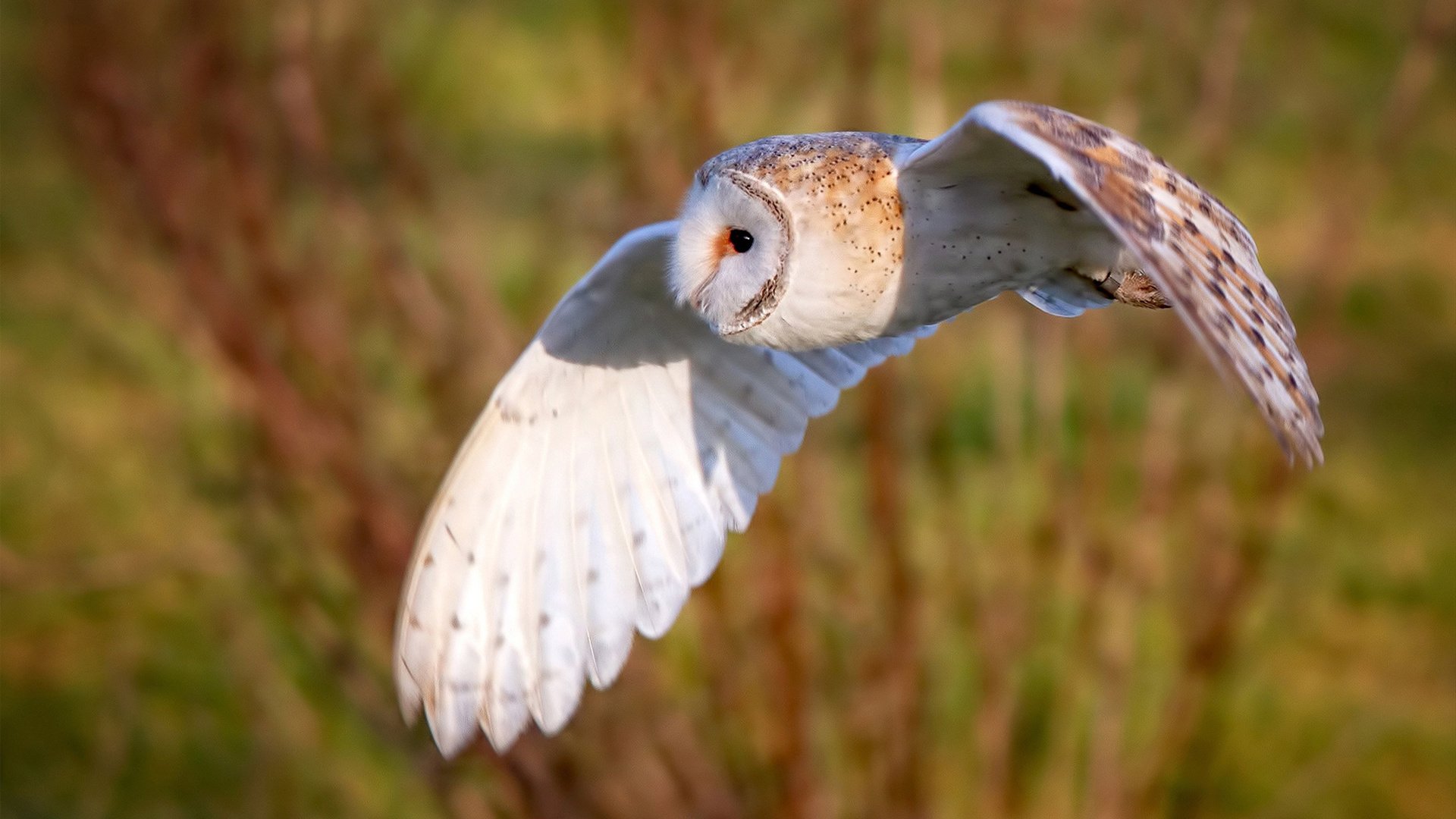 南美风暴席卷世界,新西兰队冷门崩盘,恩佐的防守蛛网锁死对手