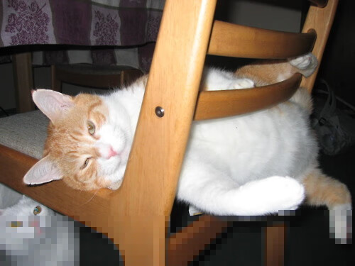 南美风暴席卷世界,新西兰队冷门崩盘,恩佐的防守蛛网锁死对手