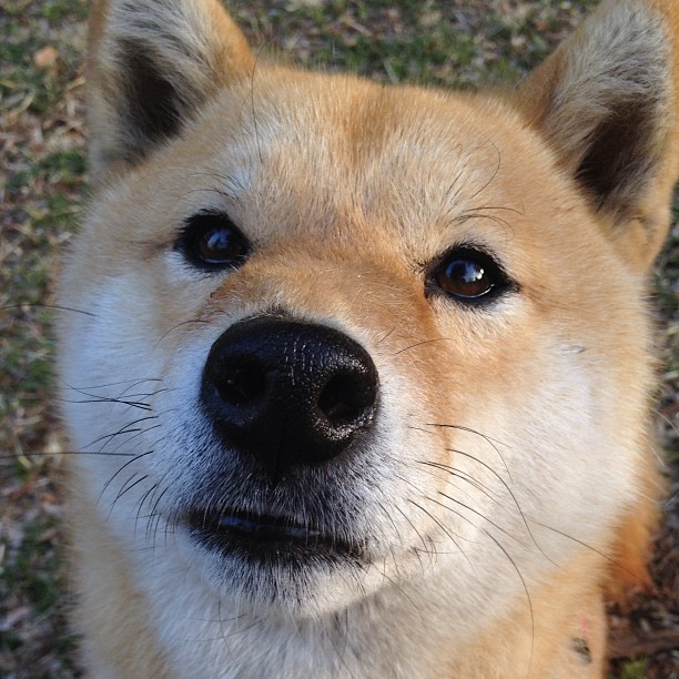 冷门诞生！加纳逆袭奥地利，抢七战改写历史