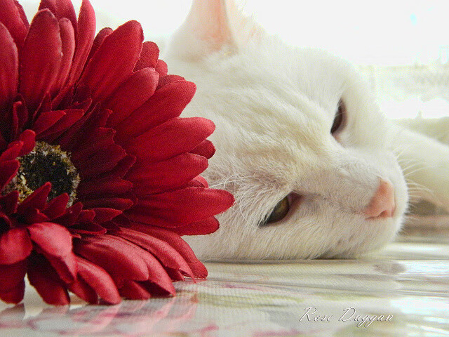 终极试炼，世界排名争夺战之夜，西亚卡姆如何加冕大场面先生