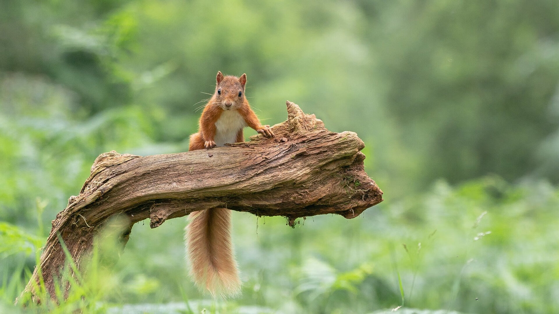 硬仗基因，从德甲争冠的窒息时刻到奇才逆转76人的启示