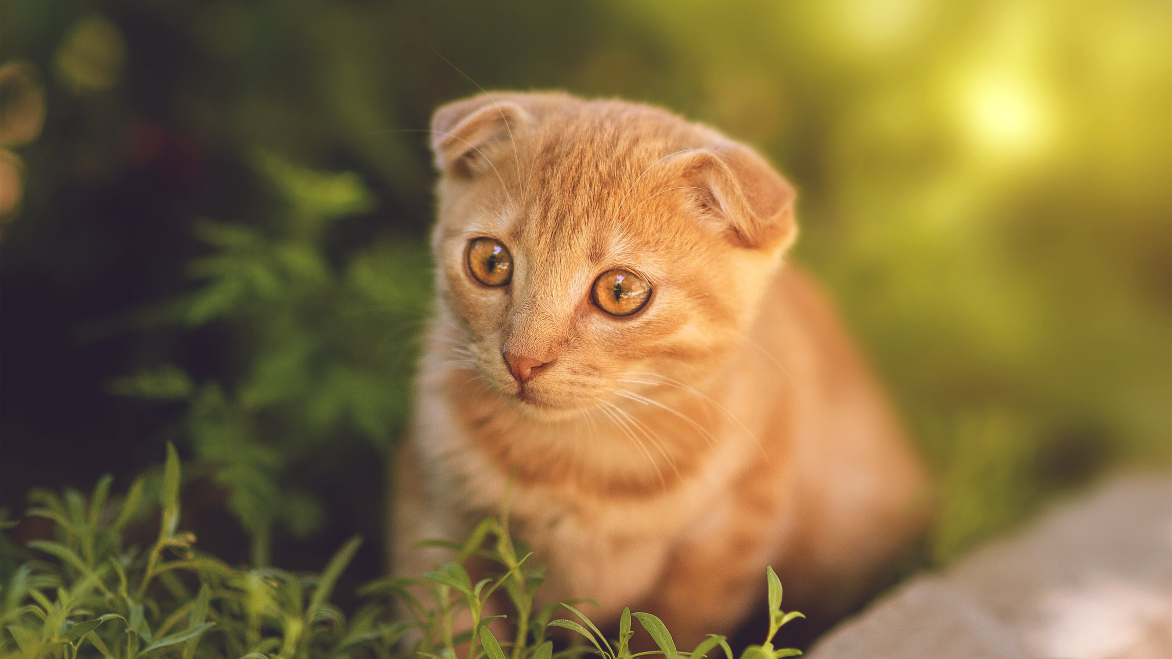 赛道上的篮筐,当保罗踩下争冠油门