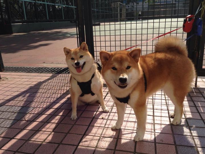 篮球之夜双星闪耀，快船火力碾压黄蜂，哈利伯顿关键战接管赛场