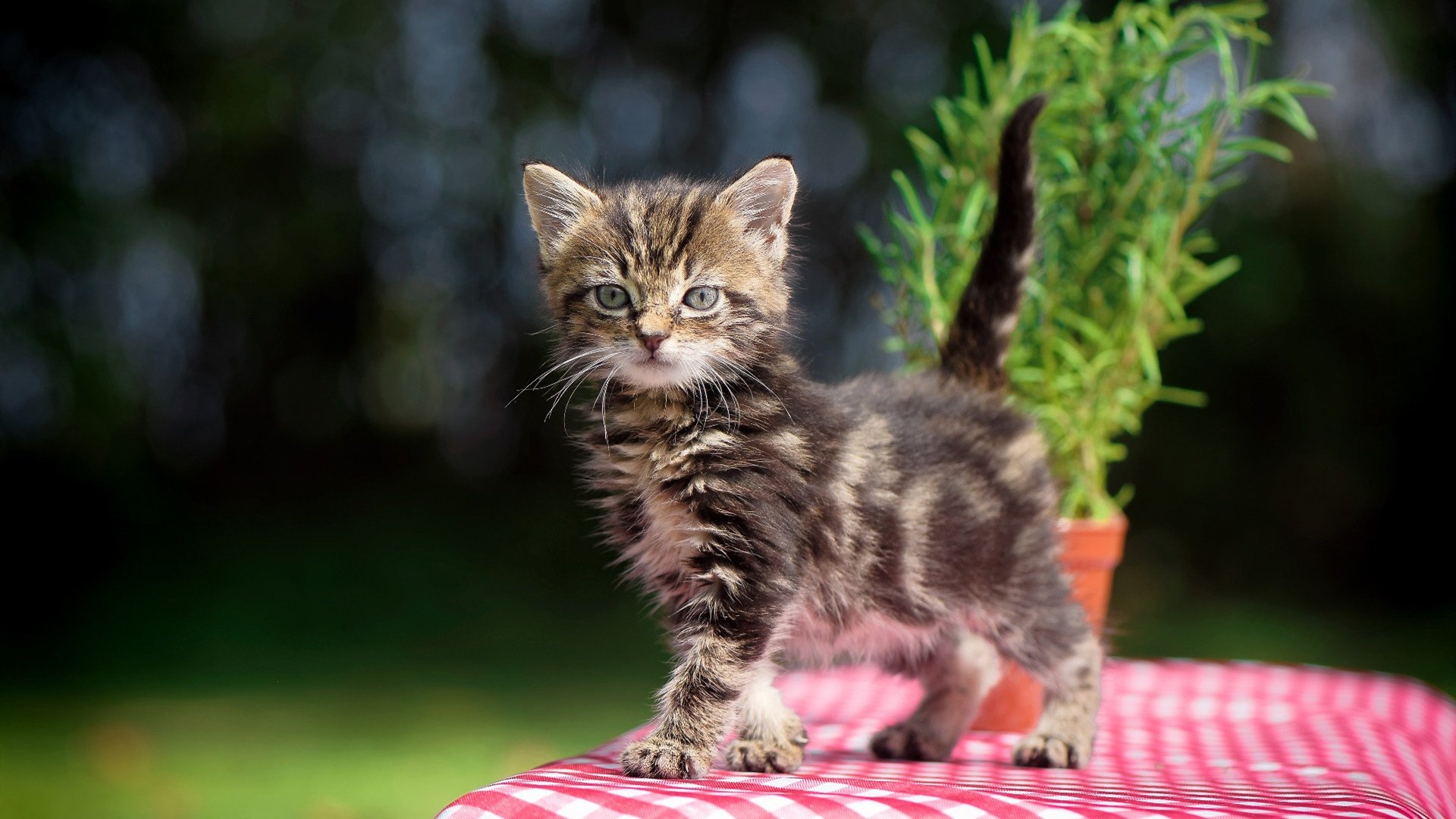 小国足球的铿锵证明，当力量美学撕裂传控神话，苏亚雷斯悲壮输出成巴萨黄昏挽歌