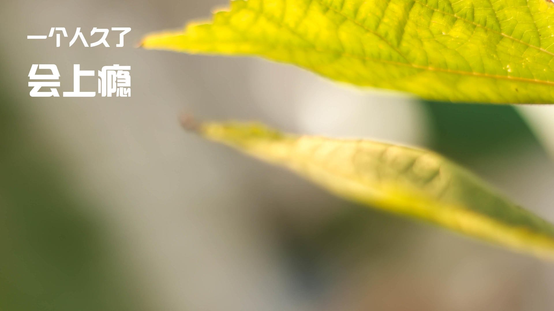 NBA季后赛之夜,克瓦拉茨赫利亚用球场麦迪逊上演了最华丽的跨界压制