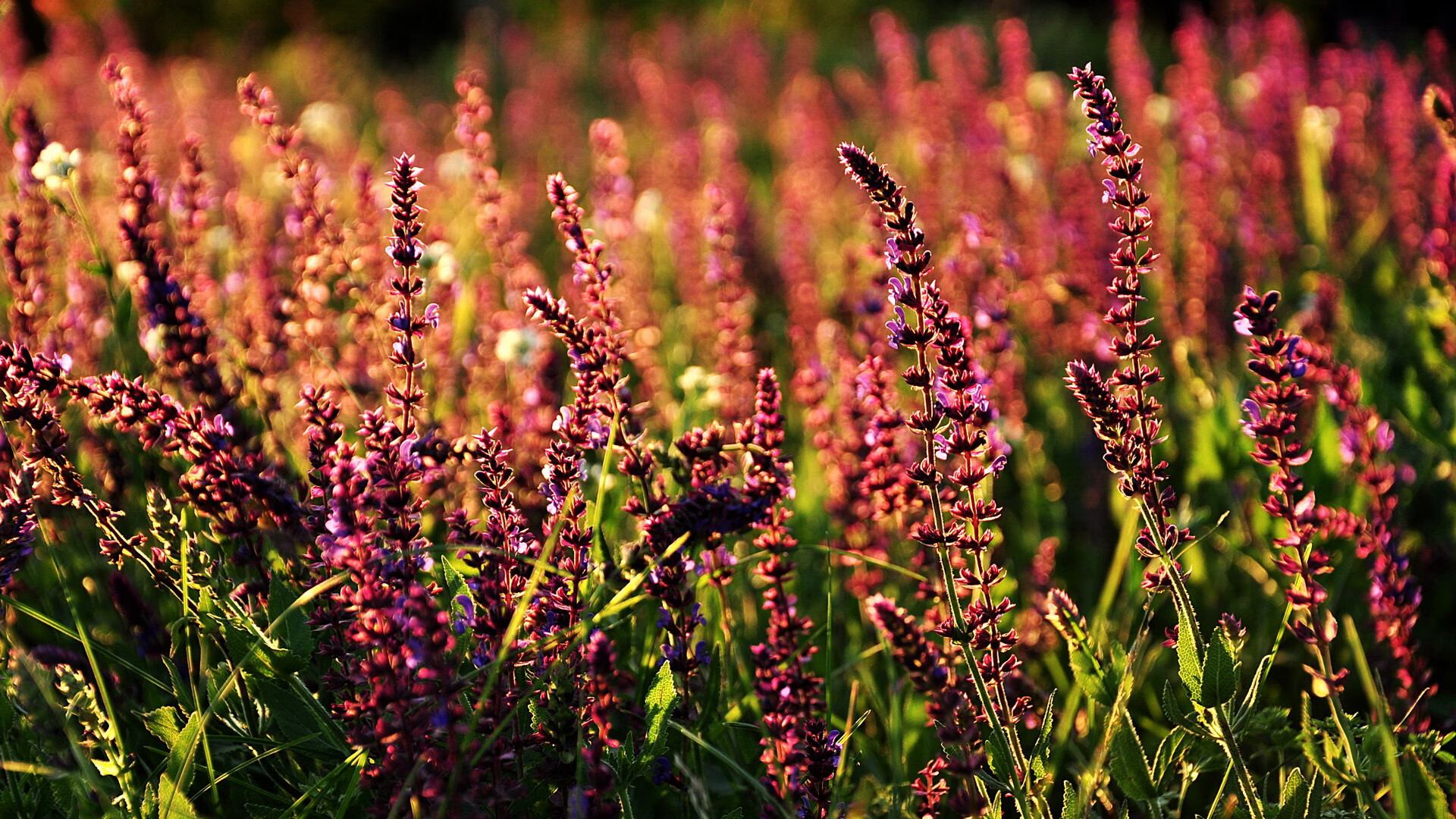风城之子麦迪逊花园加冕，当完全无解成为今夜唯一注解